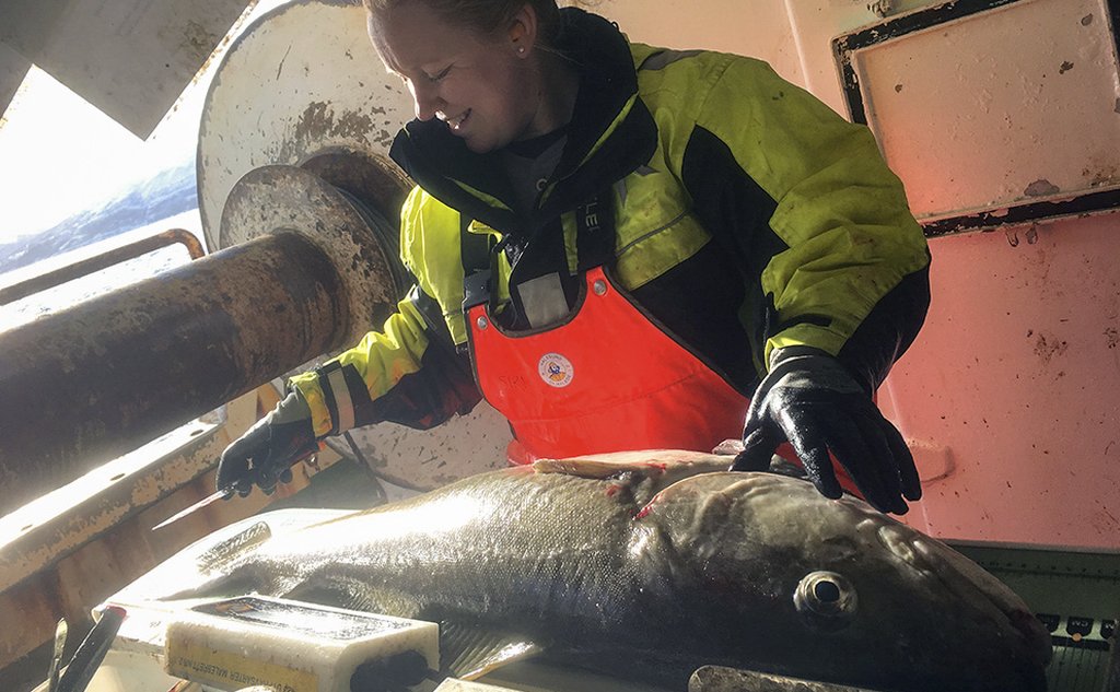 Tekniker Siri Olsen måler en stor torsk om bord på et forskningsfartøy. Torsken ligger på en arbeidsbenk.